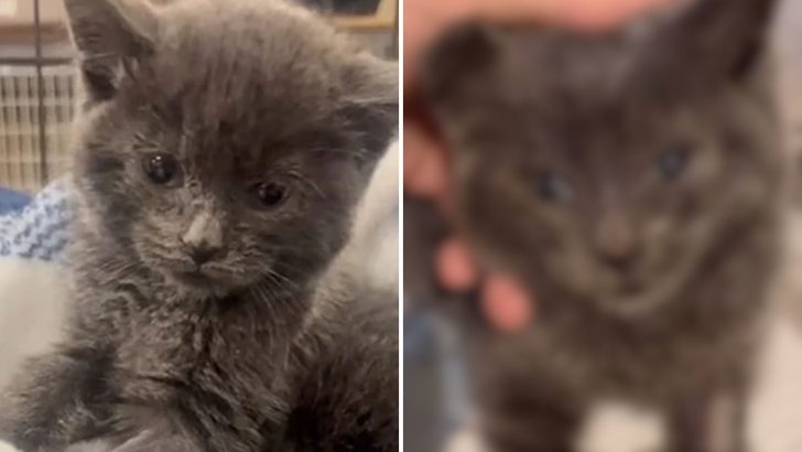 Couple Follows A Crying Sound Near Their House And Finds A Helpless Kitten Unable To Move