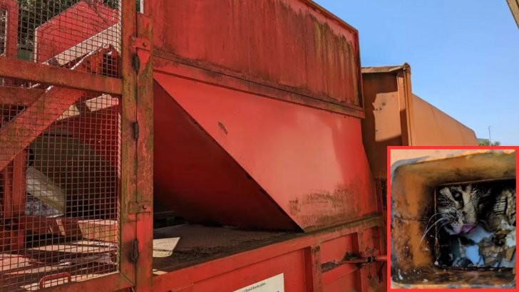 Workers Follow Cries For Help And Make A Shocking Discovery In A Cardboard Compressor