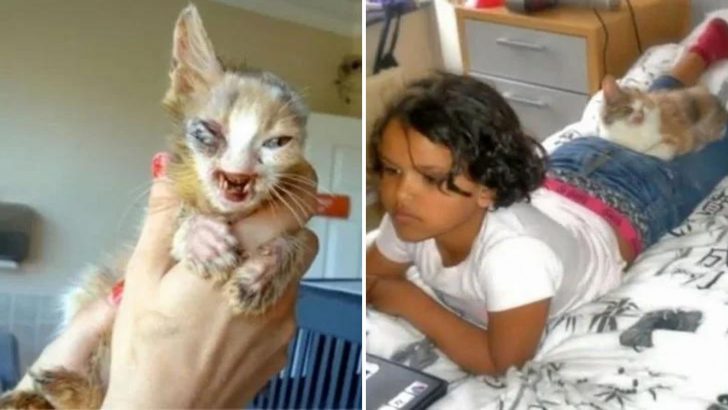 Disfigured Kitten Ignored For Being ‘Too Ugly’ Finds Her Hero In A Seven-Year-Old Girl