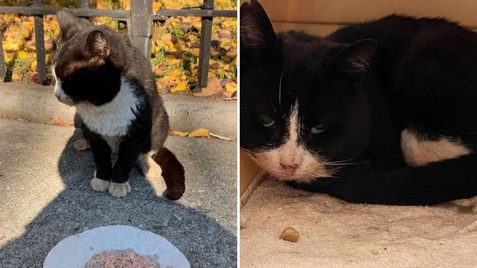 Emaciated Tuxedo Cat Rescued From New York Park Blossoms Into Health