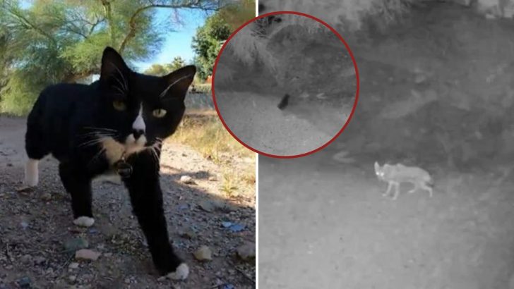 Fearless ‘Street Cat’ Protects His Territory As A Coyote Intrudes Into His Family’s Backyard