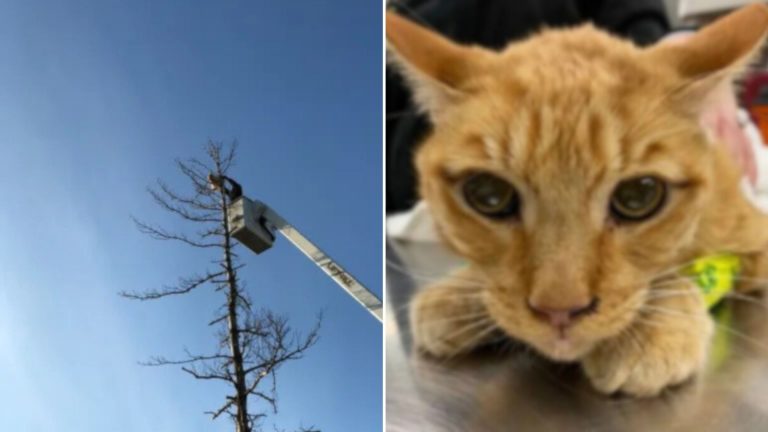 feral cat stuck in a tree