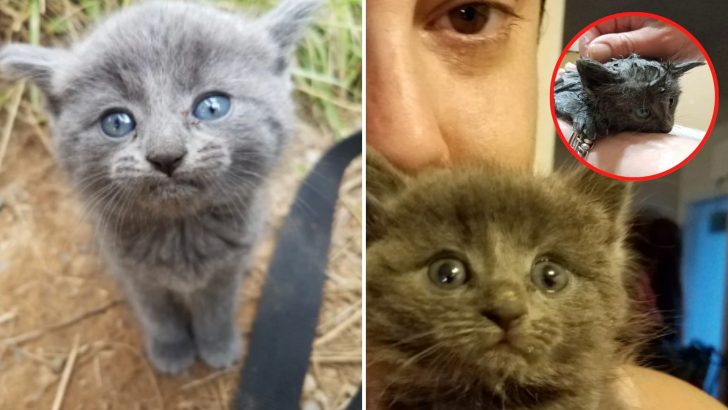 Fisherman’s Day Took A Turn For The Better After He Discovered A Tiny Kitten And Rescued Her