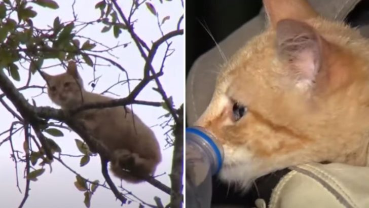 Florida’s Fearless Firefighters Save Feline Stuck In A Tree For Over A Week
