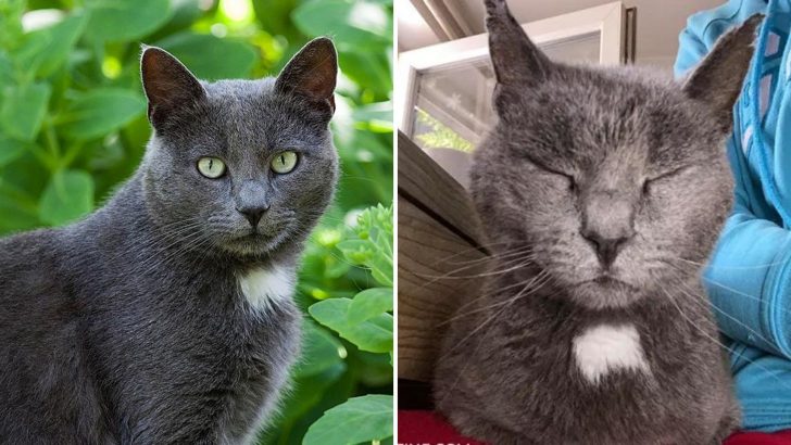 Furry Troublemaker Goes From Wild To Mild And Becomes The Ultimate Cuddle Bug