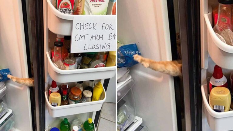 Ginger Cat’s Hilarious Food Obsession Is Pushing His Humans To The Brink