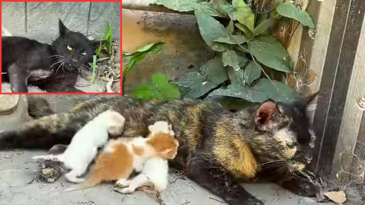 Heartbroken Mama Determined To Save Her Babies After An Aggressive Tomcat Eats One Of Her Kittens