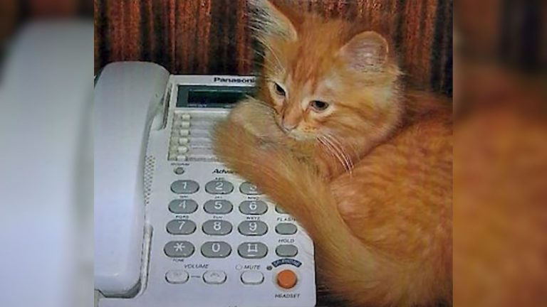 cat and old phone