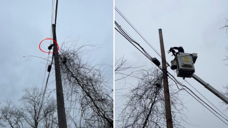 isp workers rescued a cat on utility lines