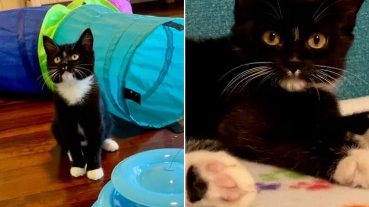 Houston Kitten Without A Home Just Wants To Get Adopted By A Loving Family