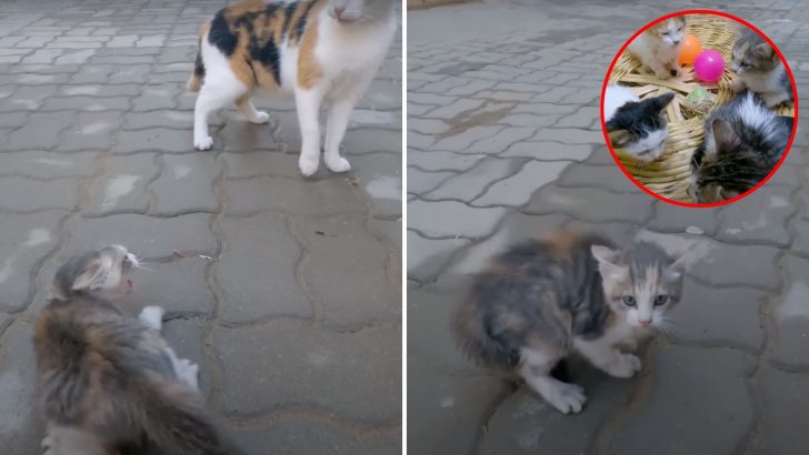 Kind Man Noticed A Small Kitten Attacked By Two Calico Cats And Decided To Take Action