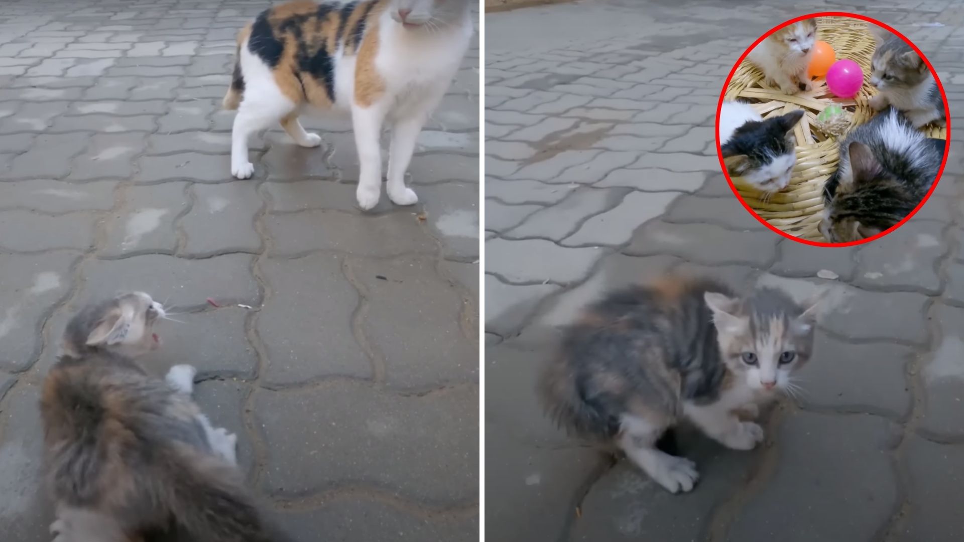 kitten attacked by two cats