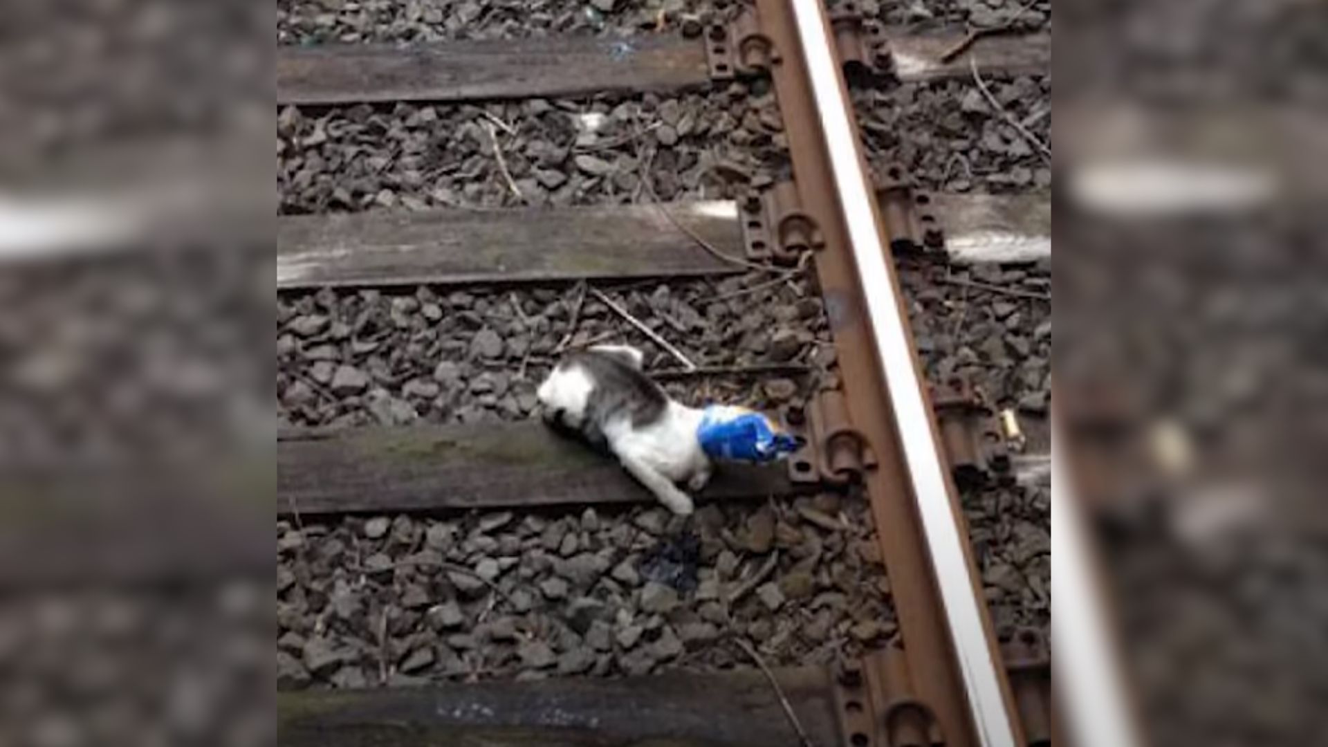 kitten on a train track