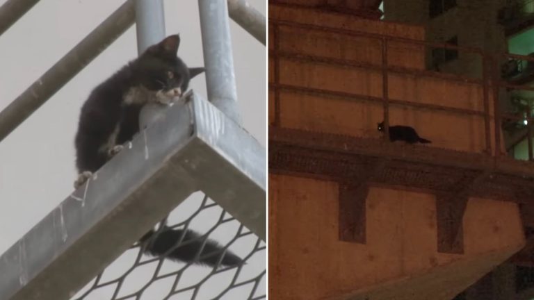 kitten trapped on a highway bridge