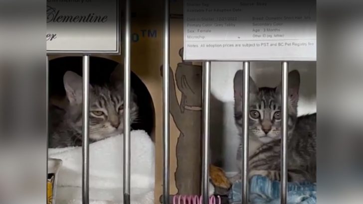 Kittens Taped Up In A Box At The Construction Site Overcome Amputation To Find A Forever Home
