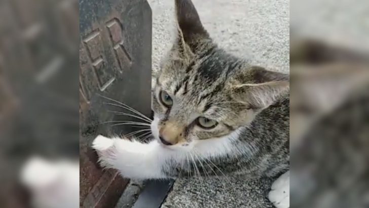 Kitty Learns A Lesson About Curiosity After His Purr-ecious Paw Gets Stuck In A Sewer Grate