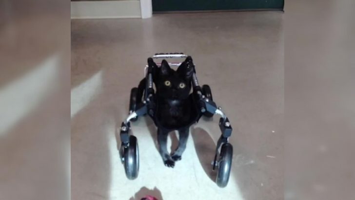 Kitty With Cerebellar Hypoplasia Thrives With A Custom Wheelchair And Then Gets An Extra Treat