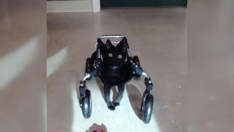 cat in a wheelchair