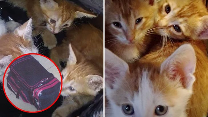 Little Girl Adopted Mother Cat And 4 Kittens Who Had Been Left Abandoned In A Bag