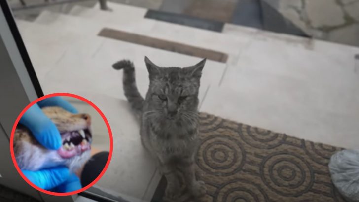 Malnourished Stray Cat Was In Such Pain He Decided To Ask For Help