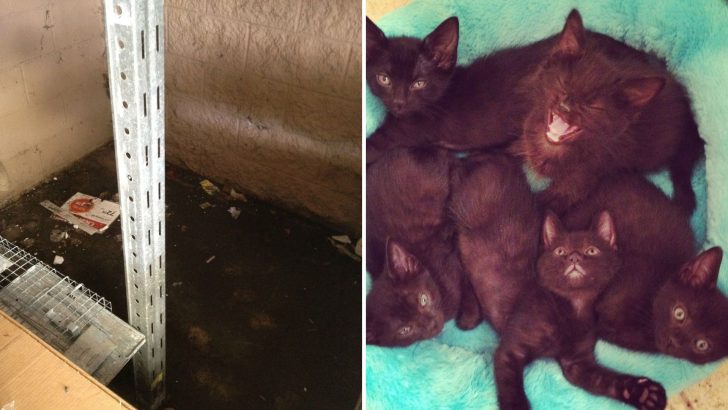 Mama Cat And Her Newborns Found Lying In Puddle At Walmart Get A Second Chance At Life