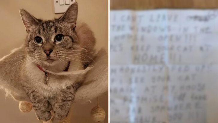 Man Shocked To See His Cat Returning Home With A Threatening Three-Page Note On His Collar
