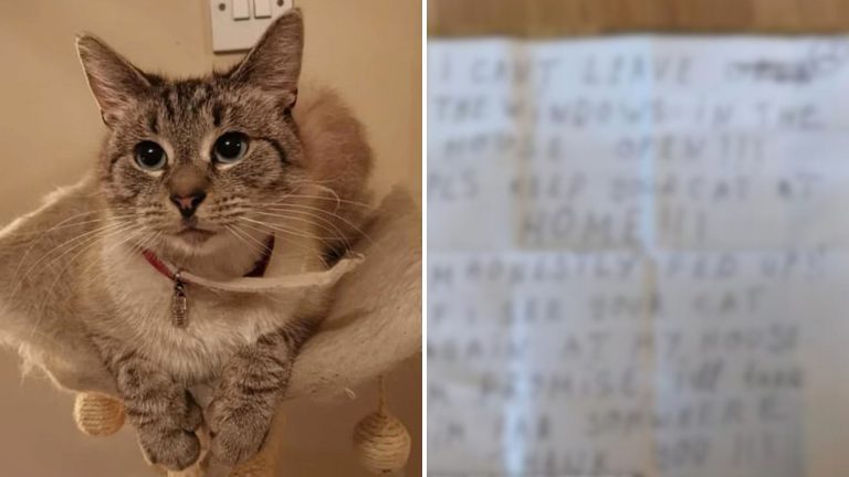 cat returned home with note