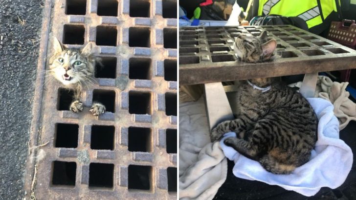 Massachusetts Mischievous Cat Rescued After Getting His Head Stuck In An Iron Storm Drain Cover