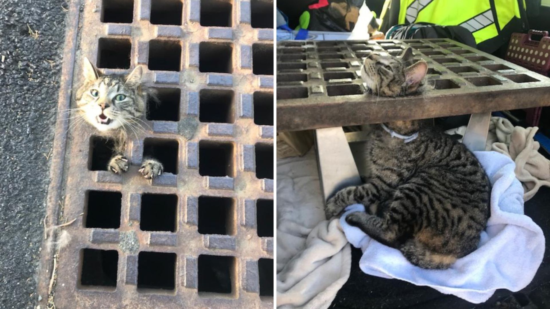 cat stuck in a storm drain