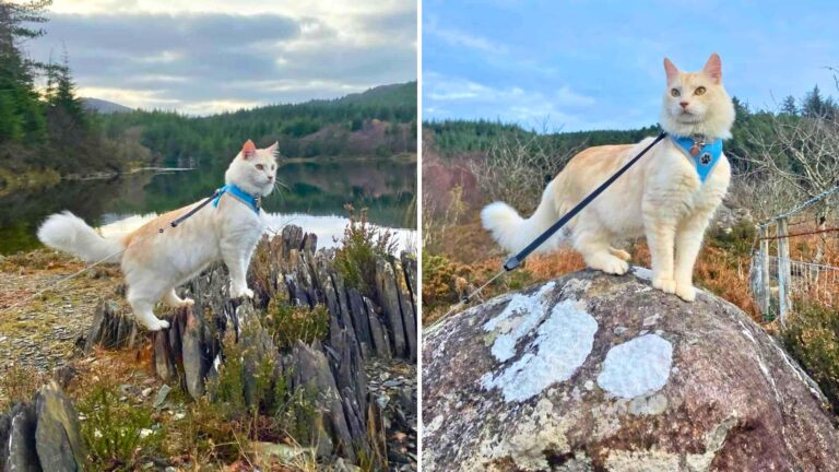 Meet Casper, A Gorgeous Maine Coon Who’d Rather Climb Mountains Than Nap On The Couch