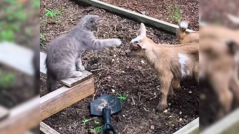 Michigan Farm Gets A Furry Visitor Who Quickly Wins Over The Goats