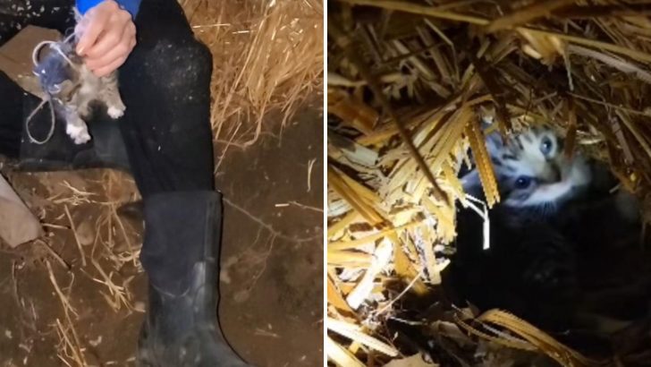 Minnesota Couple Spent Two Days Trying To Rescue The Trapped Cat Family Under Their Porch