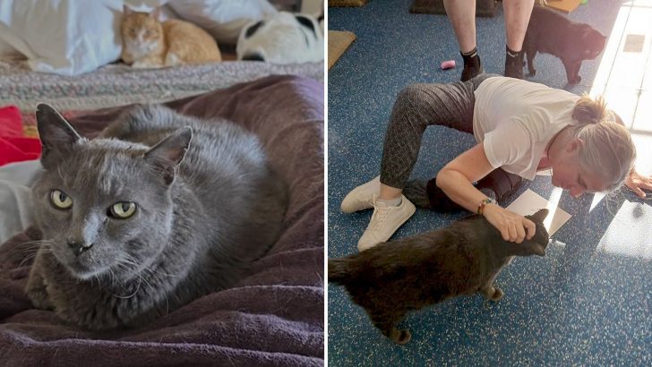 Mischievous Cat Reappears After 5-Year Adventure And Reunites With His Owners