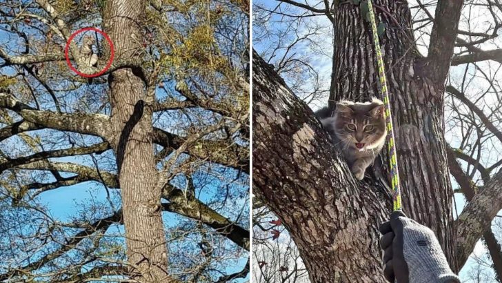 Mischievous Tabby Cat Can’t Resist Climbing Trees, Yet Never Figures Out How To Get Down