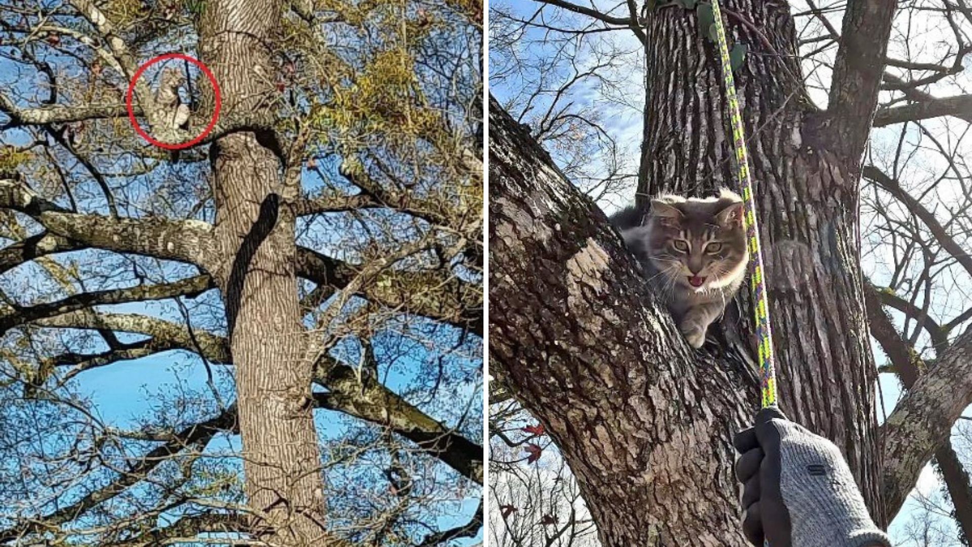 cat on a tree