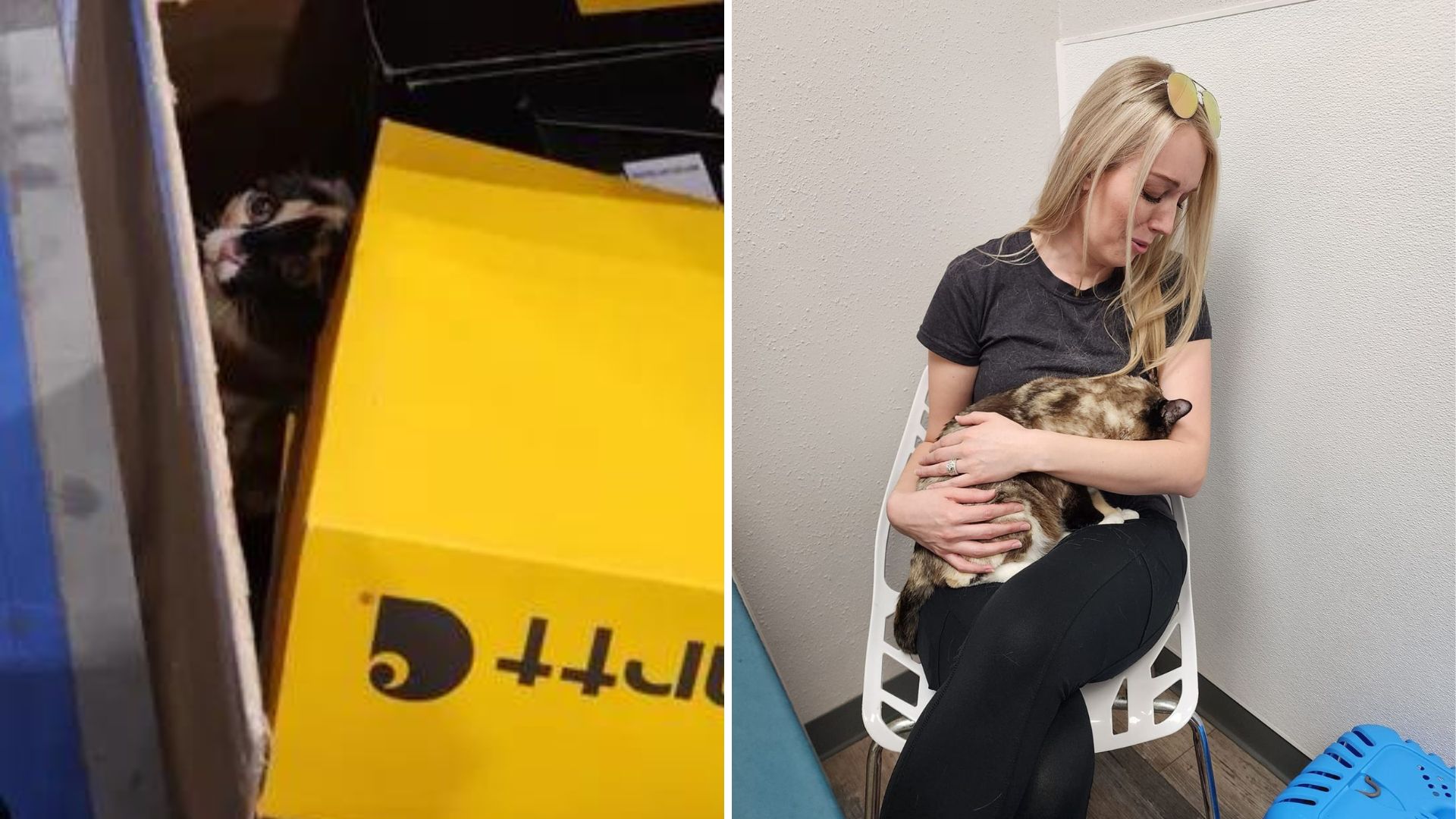woman holding a cat found in a box
