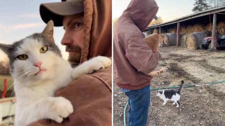 Missouri Cat Can’t Handle Sharing Dad With Other Cats On The Farm