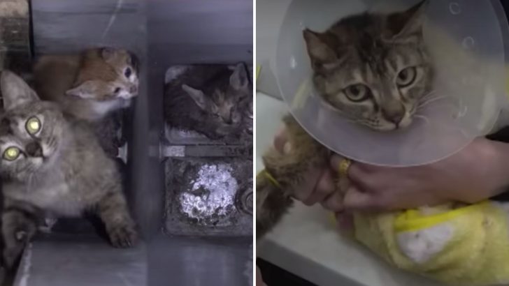 Mother Cat and Her Kittens Saved Just In Time After Being Trapped Inside A Wall Pillar