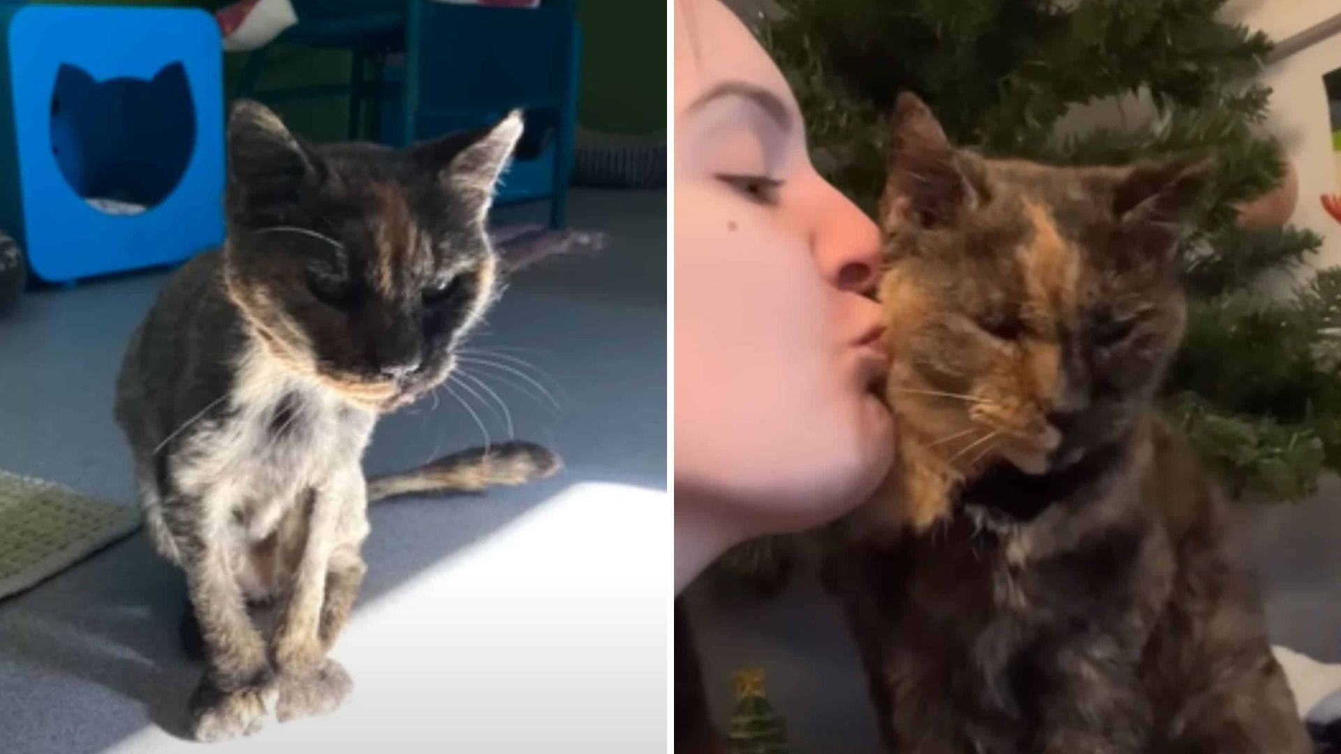 NY Shelter Worried Deaf Senior Cat Would Never Find A Home Then One Woman Changed Everything