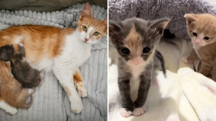 Neglected Mother Cat Rescued By A Kind Foster Volunteer After Years Of Living On The Streets