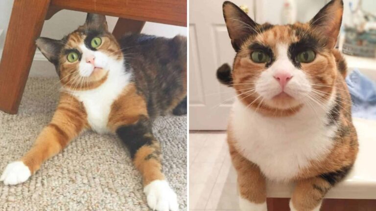 New Jersey Cat Stuns Everyone With Her Calico Charm And Unforgettable Eyebrows