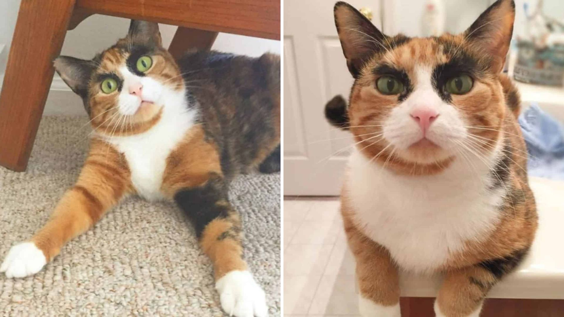 New Jersey Cat Stuns Everyone With Her Calico Charm And Unforgettable Eyebrows