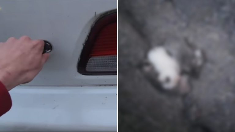 cat in trunk