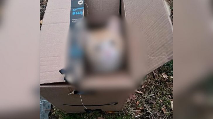 New York Woman Spots A Mysterious Box On The Roadside And Discovers A Ginger Surprise