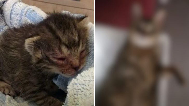 Newborn Kitten Abandoned At The Doorstep Gets Nurtured Back To Life In The Nick Of Time