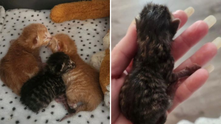 Newborn Kittens Were Left On A Doorstep Wrapped In Thin Paper Towels