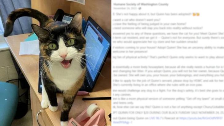 No One Wanted To Adopt This Quirky Cat But Then One Special Facebook Post Changed Everything