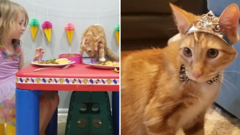 Oklahoma Woman Borrows Strangers' Orange Cat To Complete Her Kids' Garfield-Themed Party