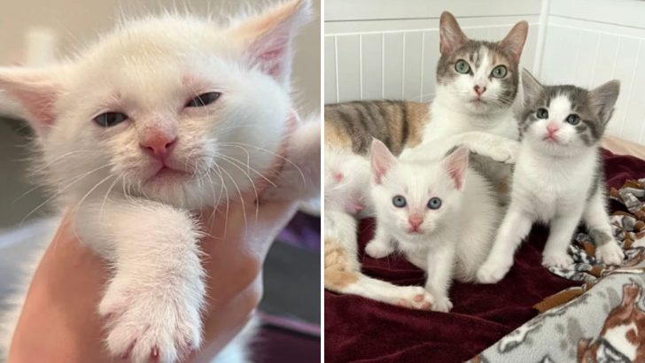 Orphaned Kitten Finds Joy Again As A Loving Mother Cat Welcomes Her Into The Family
