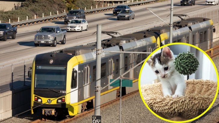 Passenger Discovers An Abandoned Kitten In California Metro Train And Gives Her A Helping Hand